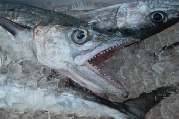 Contact Info For Jawbreaker Charters, (863) 261-1819