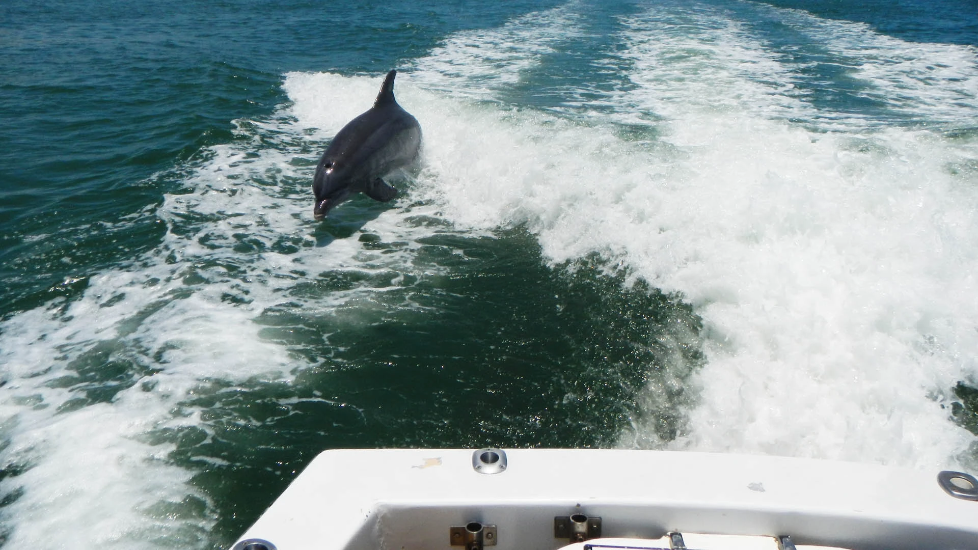 Dolphins chasing The Jawbreaker fishing charter.