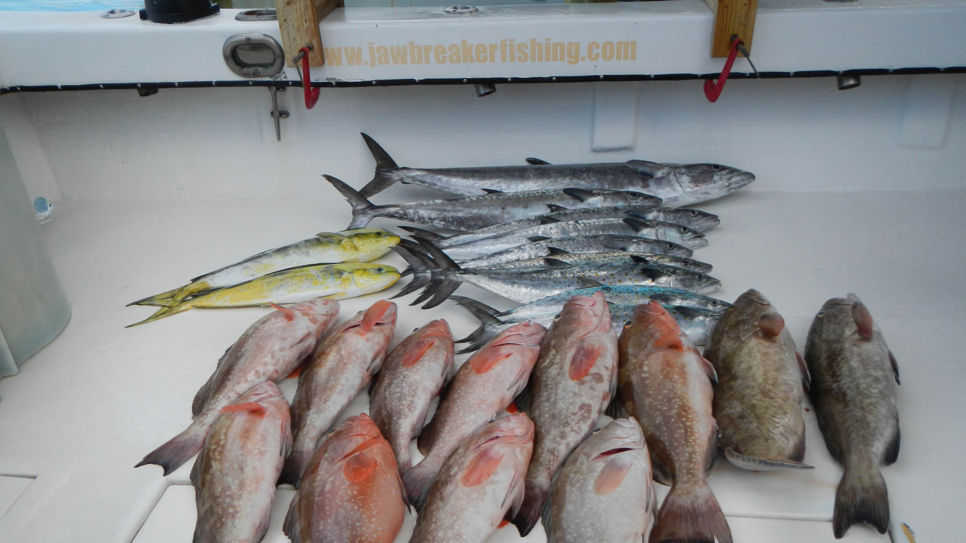 Grouper fish caught on charter by Jawbreaker Charters.