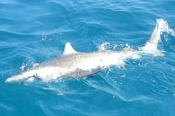 4ft shark caught during fishing charter off the coast of St. Petersburg, FL.