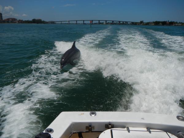 Best Dolphin and sightseeing boat on St Pete Beach