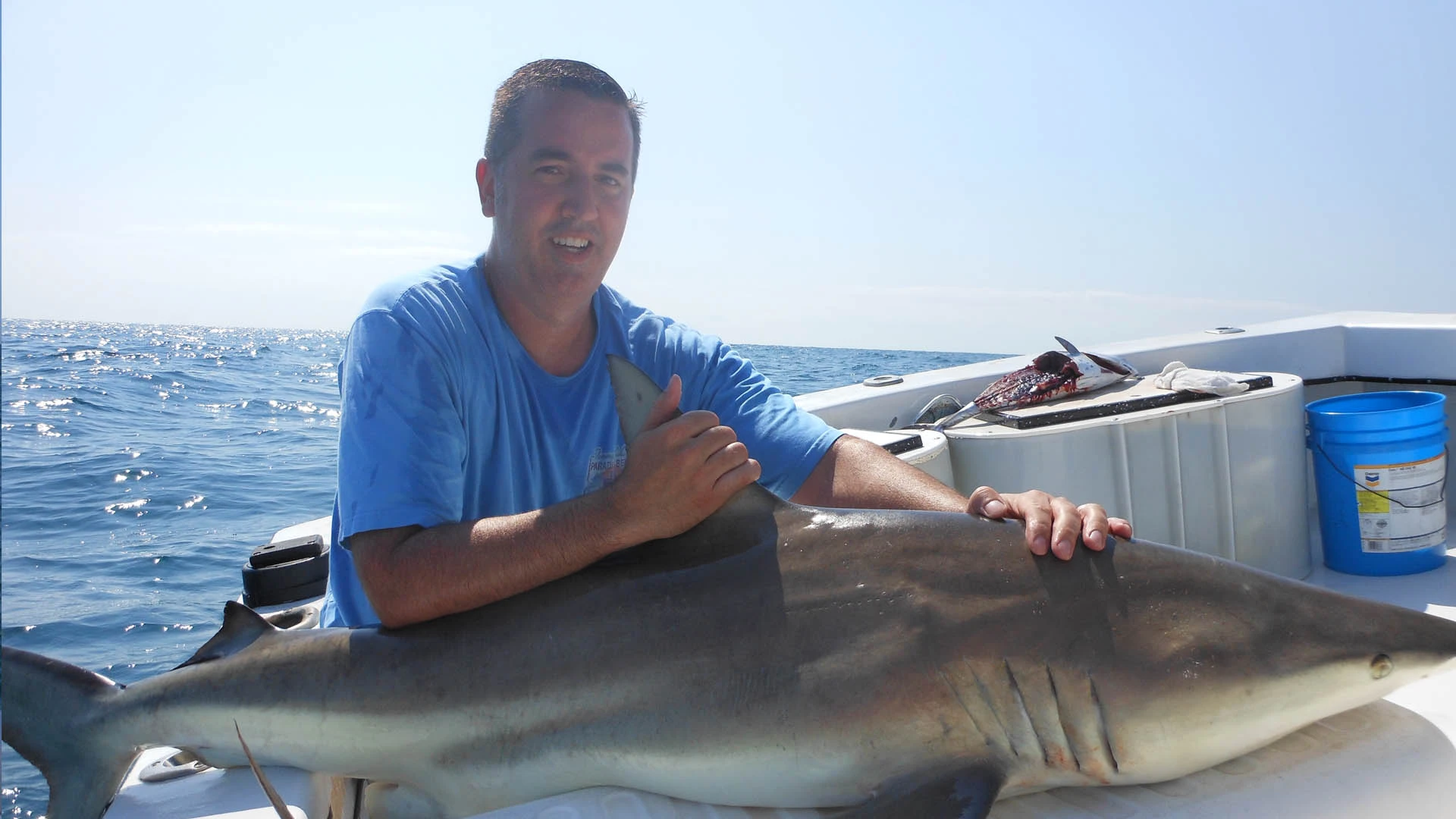 Large shark caught on fishing charter off the coast of St. Petersburg, FL.