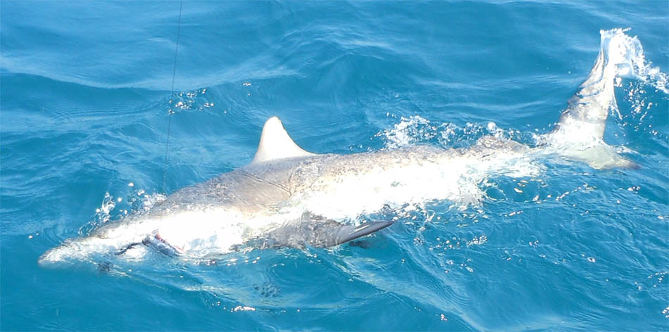 Shark being reeled in during deep sea fishing charter by Jawbreaker Fishing in St. Petersburg, FL.