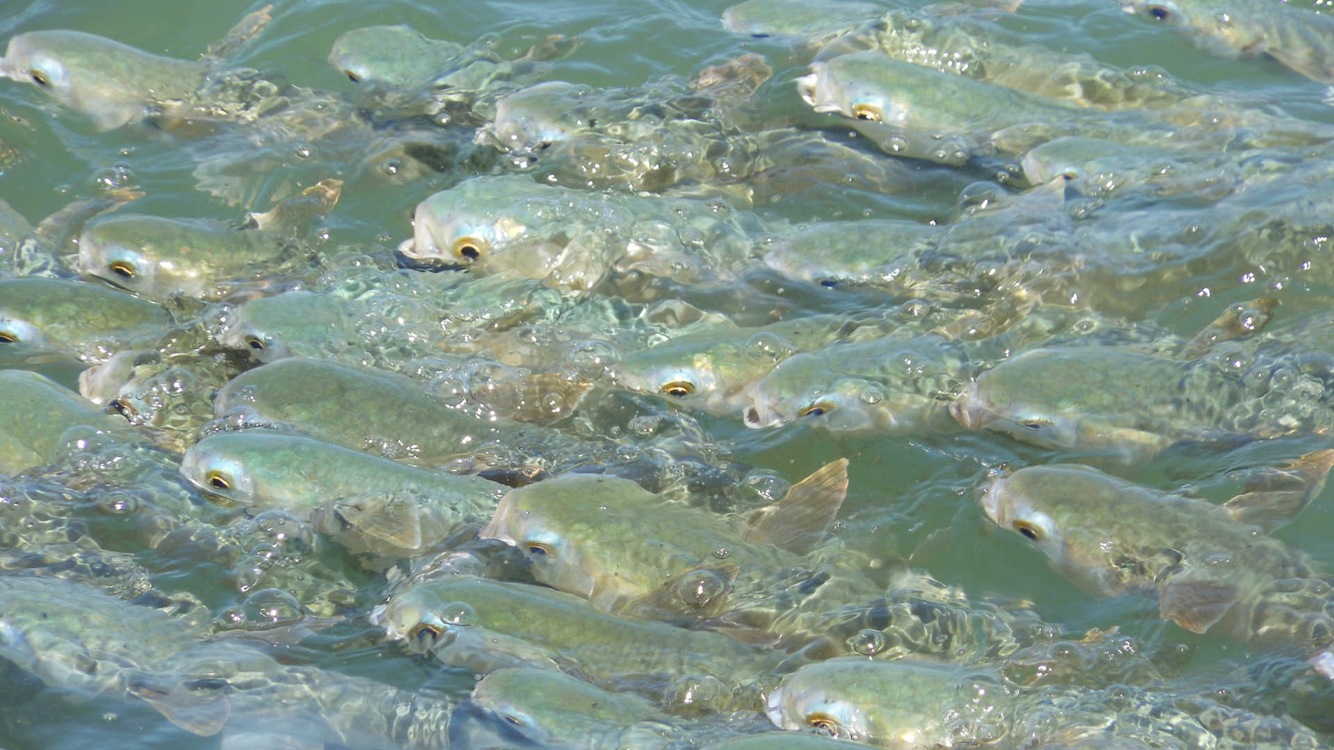 Young woman reeled in a Tarpon while sight fishing with Jawbreaker Charters.