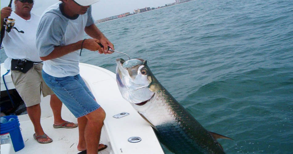 Man with a Tarpon caught during a sight fishing charter offshore St. Petersburg, FL.